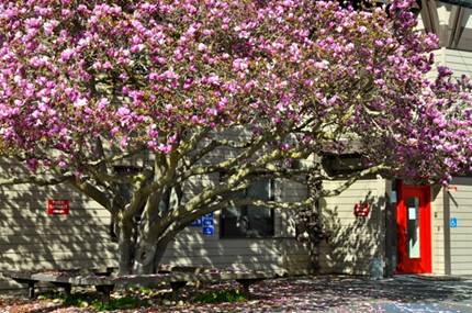http://inmenlo.com/wp-content/uploads/2012/02/blooming-magnolia-tree.jpg
