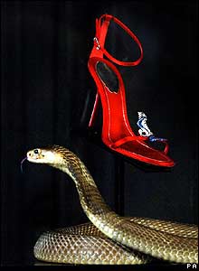В лондонском универмаге "Харродс" египетская кобра стережет дорогую обувь