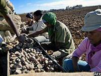 Кубинские женщины сажают картошку 